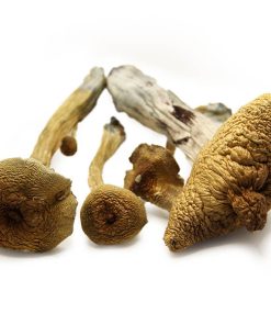 Buy Psychedelic Magic Mushroom Online