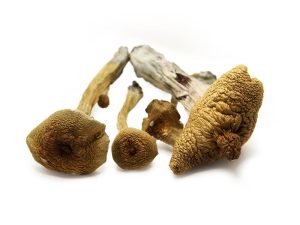 Buy Psychedelic Magic Mushroom Online